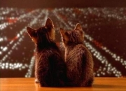 开云APP-从佛罗伦萨到世界之巅，戈麦斯与爱尔兰足球的2026预言