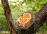 开云体育中国-魔术节奏掌控篮网，詹姆斯成为全场焦点