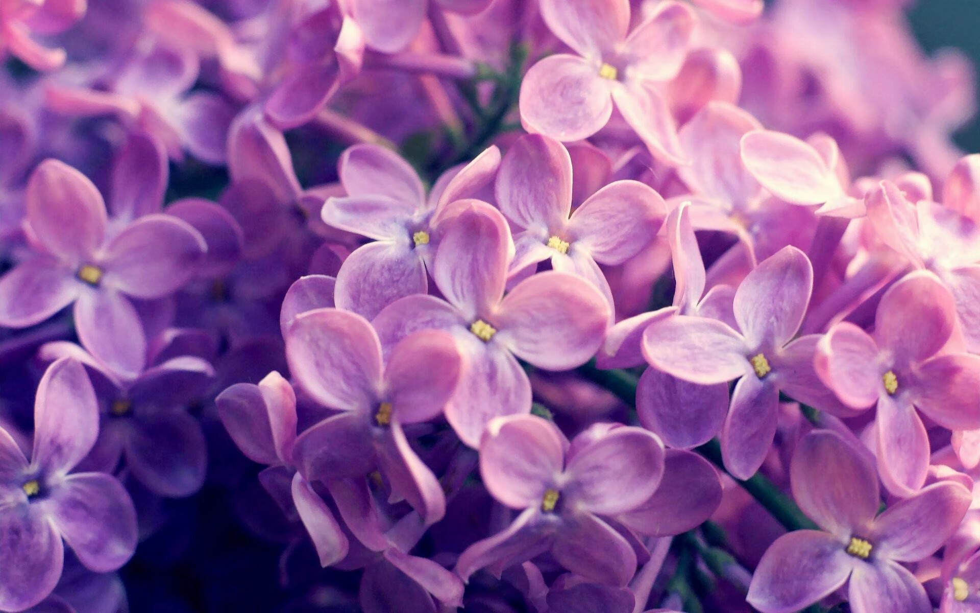 绿茵场上的冷与热，欧冠焦点战启示录与墨西哥足球的冰岛征服