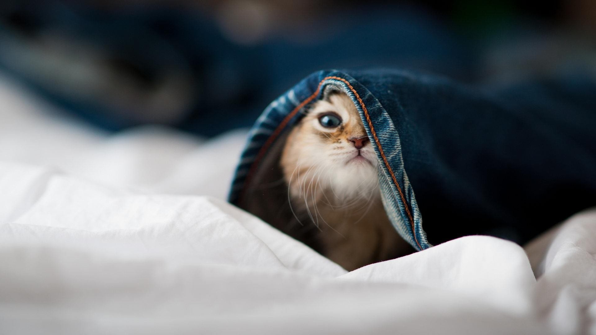 丹麦风暴席卷圣马梅斯，孔德关键回合一锤定音，毕尔巴鄂主场神话告破